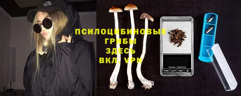 Псилоцибиновые грибы Psilocybe  Курчатов 